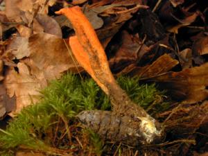 Cordyceps militaris