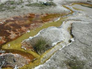 Microbial Mats in Yellowstone Hot Spring Outflow