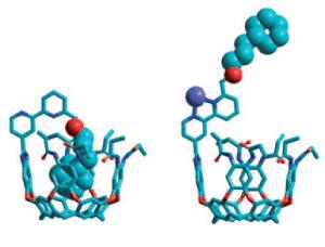 Ouroborand molecule