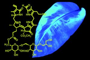 Yellow leaves of bananas glow blue under UV light