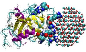 OC-17 binding to calcium carbonate