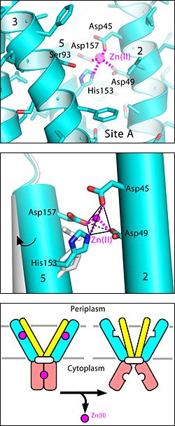 Zinc transporter protein