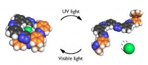 Chloride Receptor