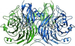 N2O reductase