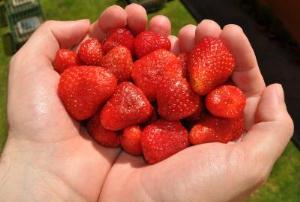 Strawberries as sunblock