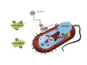 Antibacterial silver ions