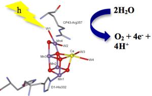 Activation of substrate water molecules