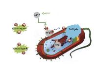 Antibacterial silver ions