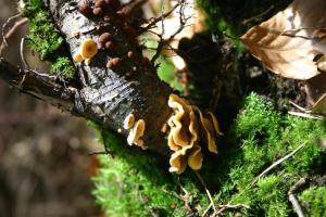 Methane producing fungus