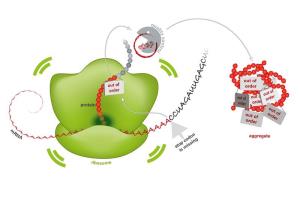  Mistakes in the blueprint for proteins